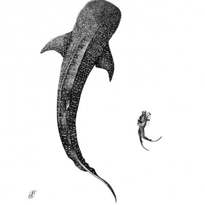 La Rencontre (le requin baleine) - A4 - Original disponible