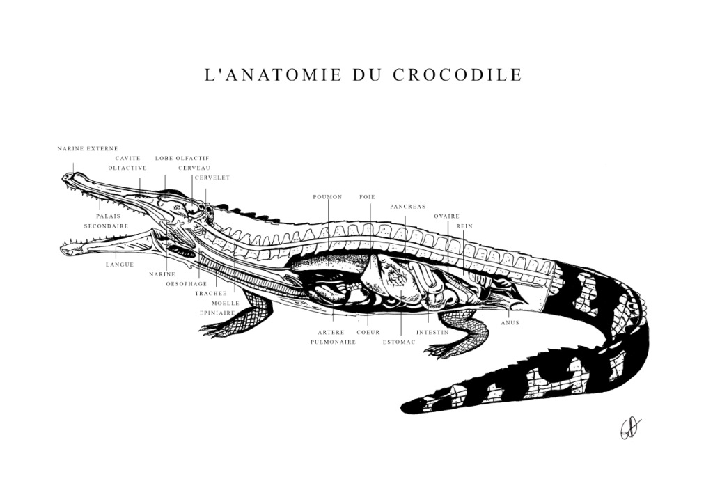 L'ANATOMIE DU CROCODILE - A3 - Réalisée pour l'Aquarium de la Porte Dorée - Tirages