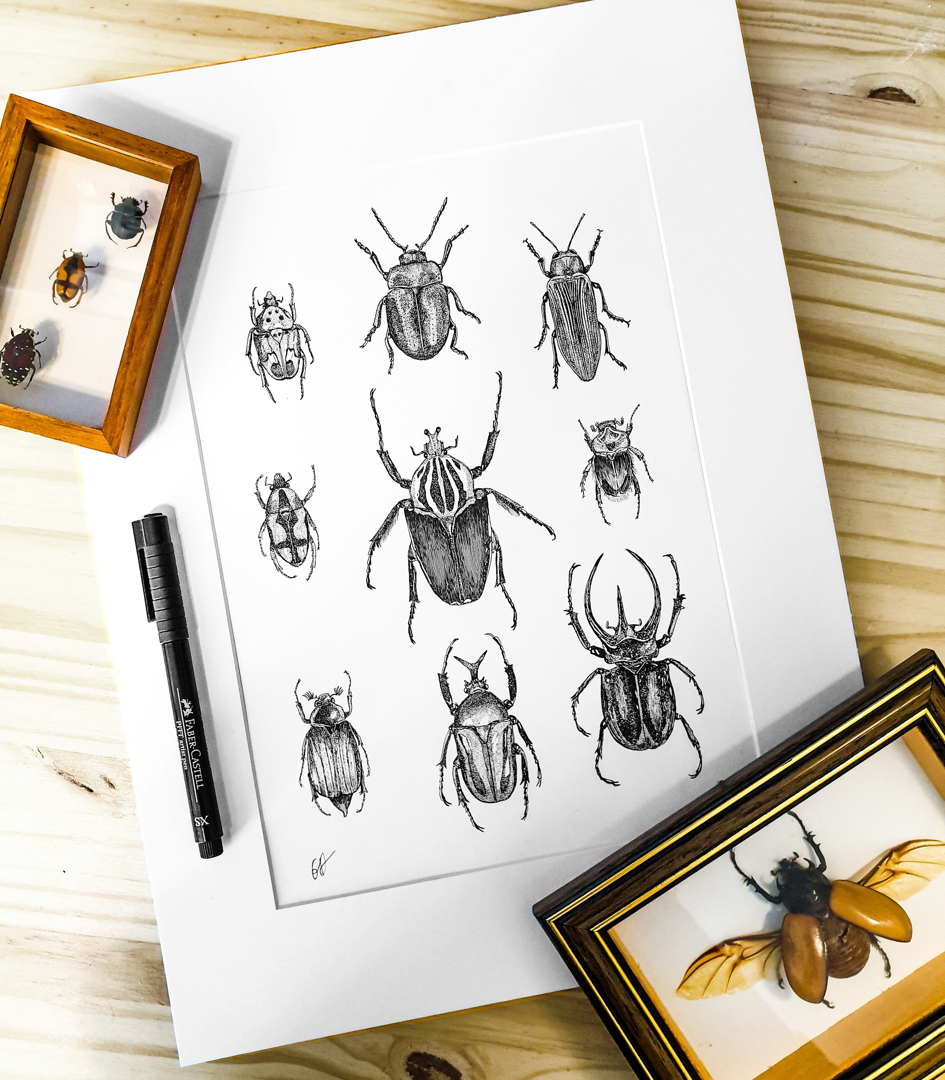 Les scarabées - A4 - Commande - Reproductions bientôt