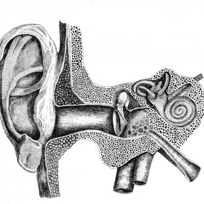 Anatomie du système auditif - A3 - Commande