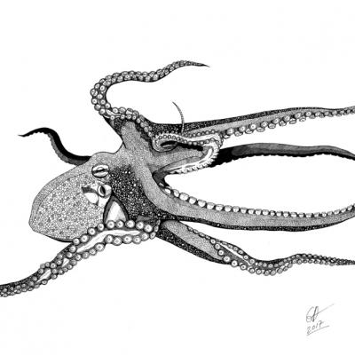 LE POULPE 2 - A3 - COMMANDE