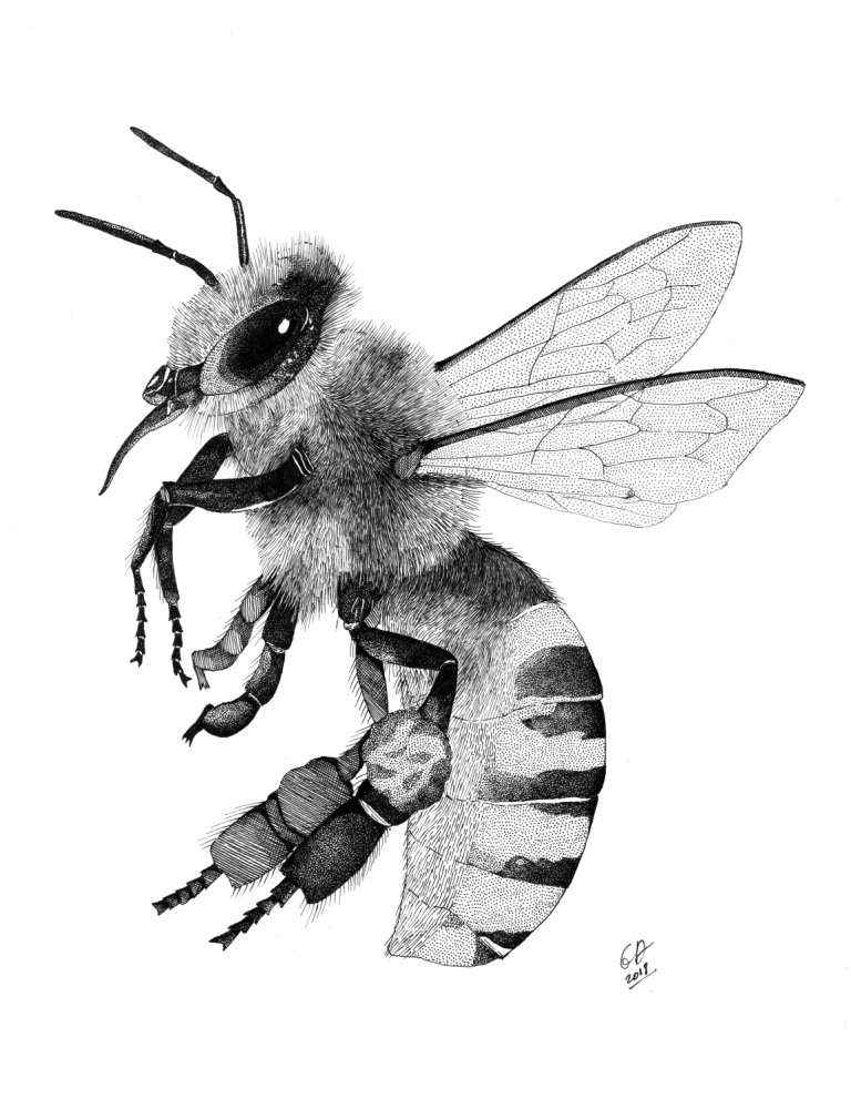 Abeille copie