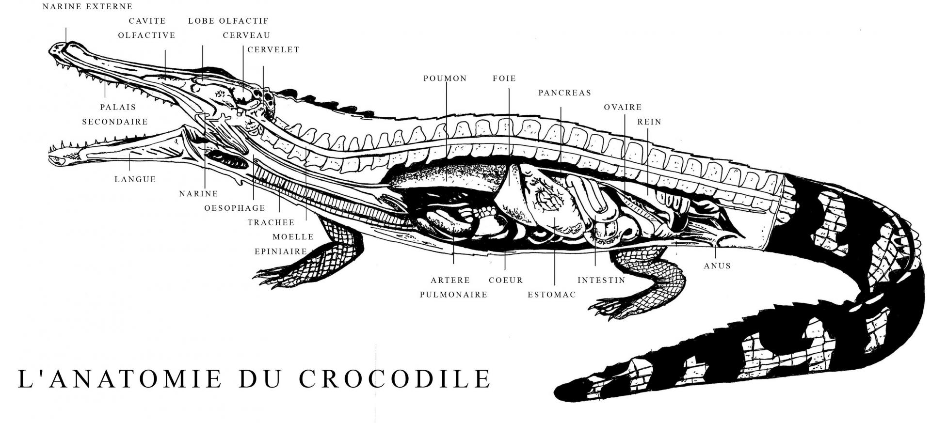 Affiche croco morphologie copie