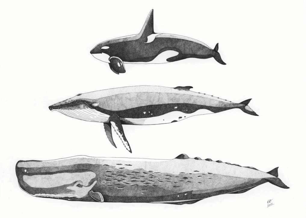 Baleines a3 bis 3