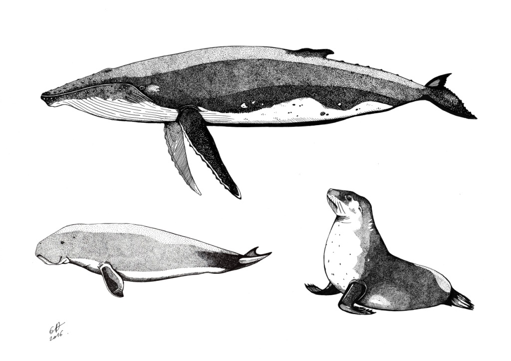 Mammiferes marins modifie 1